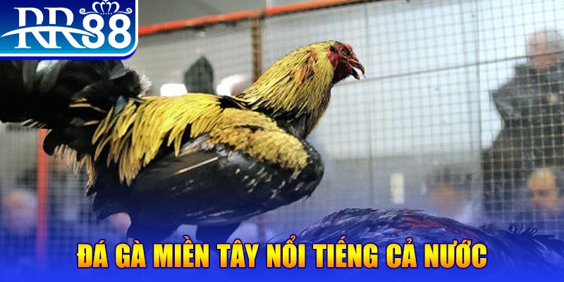 az688 đá gà 88